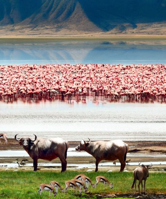 Ngorongoro