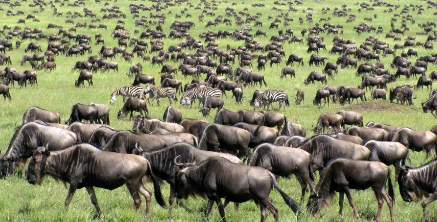 Wildebeest Migration