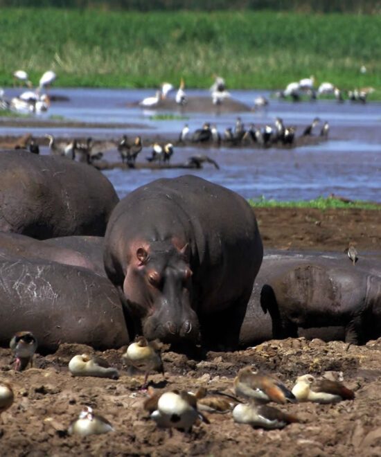 Lake Manyara